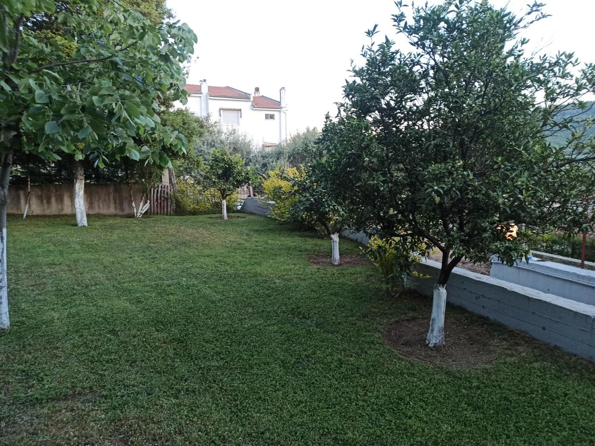 Oasis *